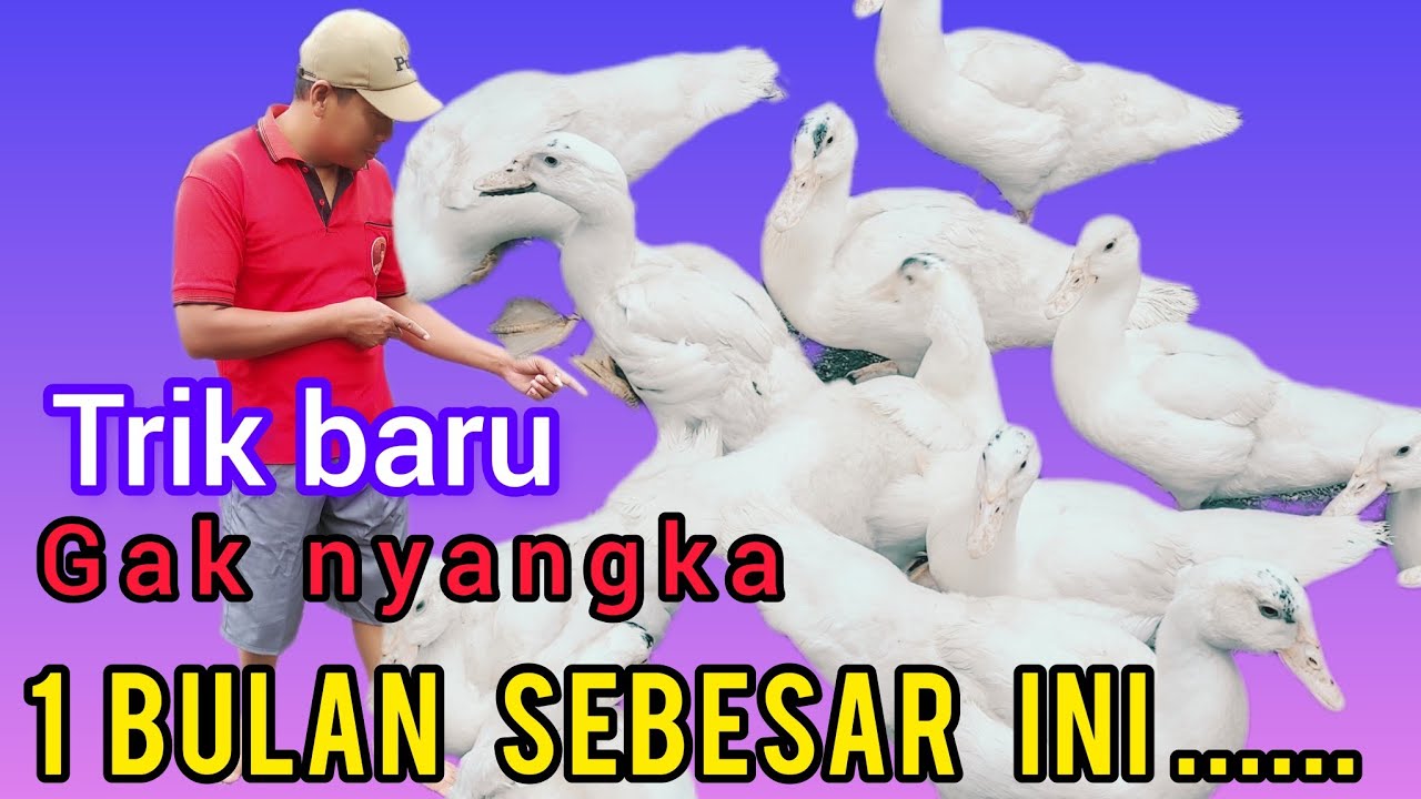 perawatan entok cepat besar mengejar bobot satu bulan  sudah 1 kilo