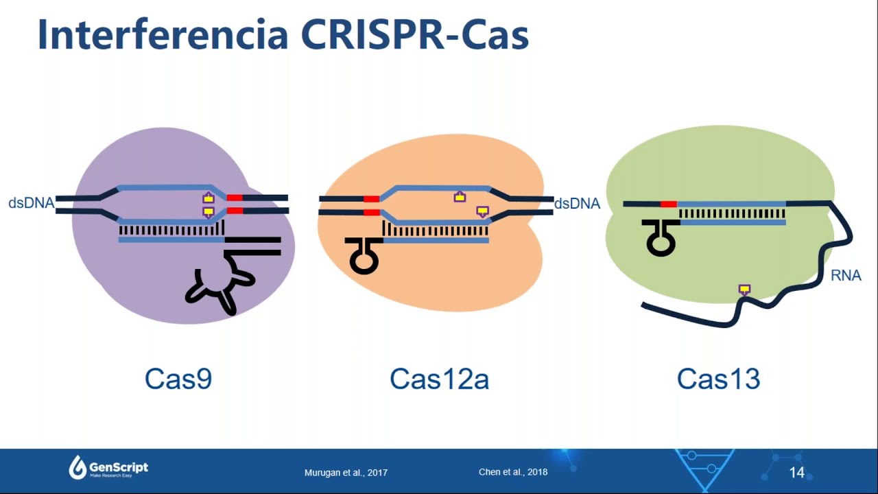 Webinar - Introducción a los Sistemas CRISPR-Cas: De ciencia básica a edición de genomas (Spanish)