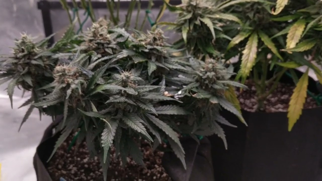 05/25/2022 | Honey Peach CBD by Sweet Seeds | Day 73