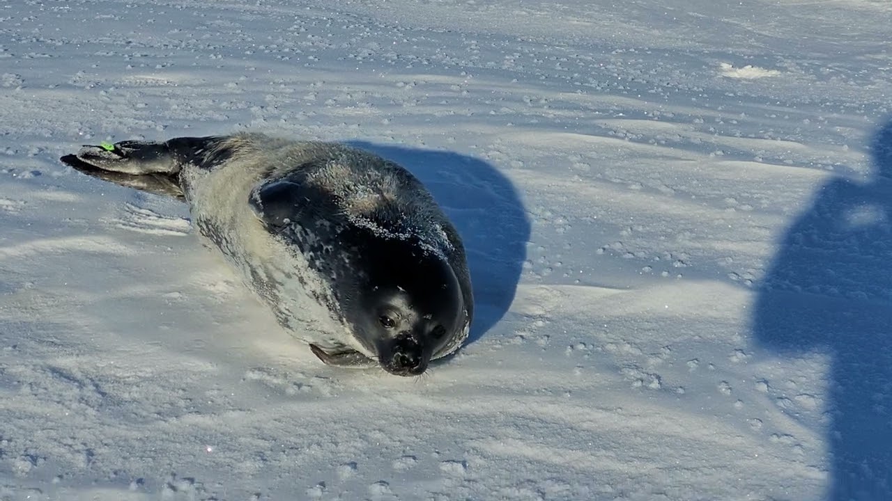 Chased by a Weddell seal pup near Scott Base,  Antarctica.
