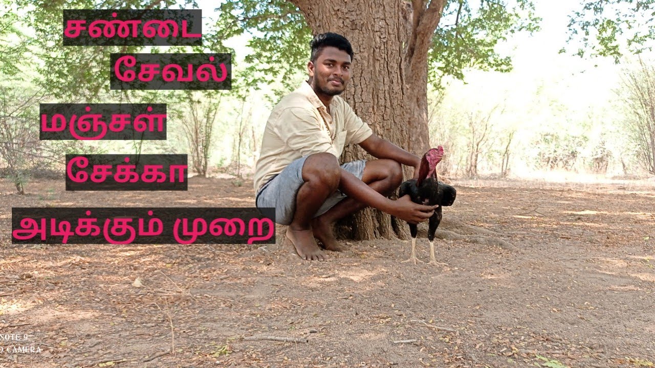 sandai seval manja sekka adikkum murai