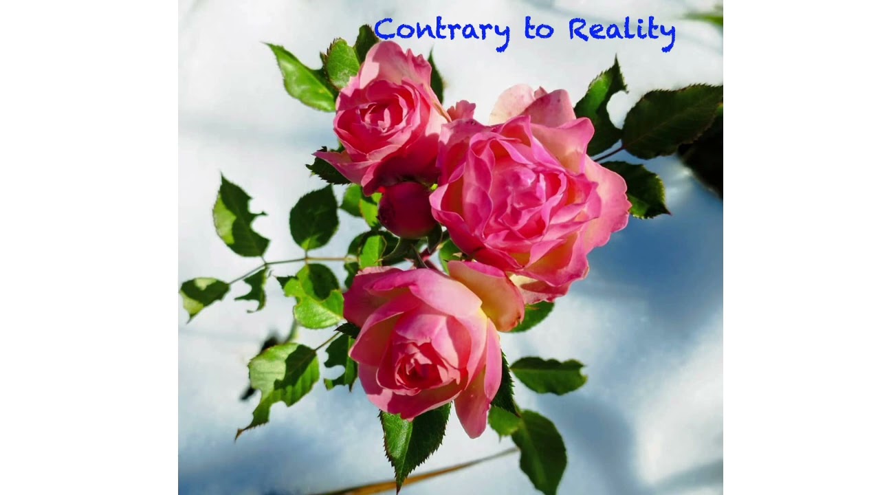 Contrary to Reality