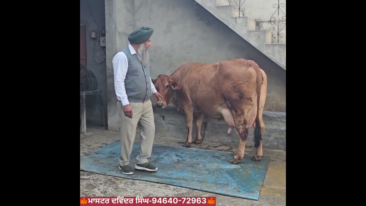 #farming #diaryfarming #cow #animalfarming #bullfarm #viral #viralshorts #like #subscribe #share 