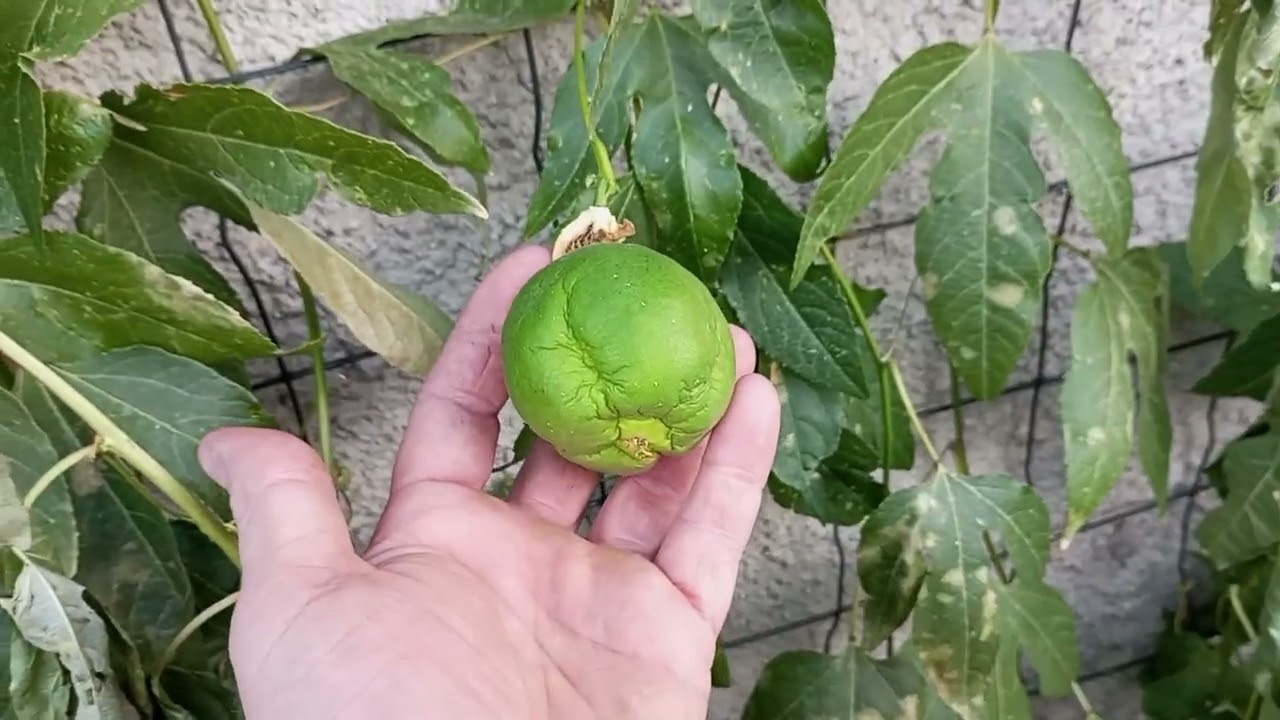 (330) Passiflora incarnata (marakuja północy) - czy zdążyły dojrzeć 🤔?