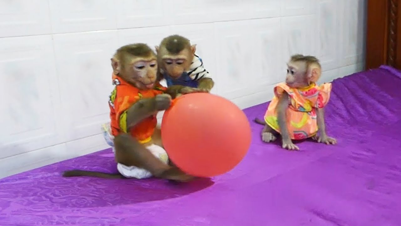 Family Moly! Little Zuji Feel Lonely & Silently When Mr.Donal Moly Busy Focus On Balloon