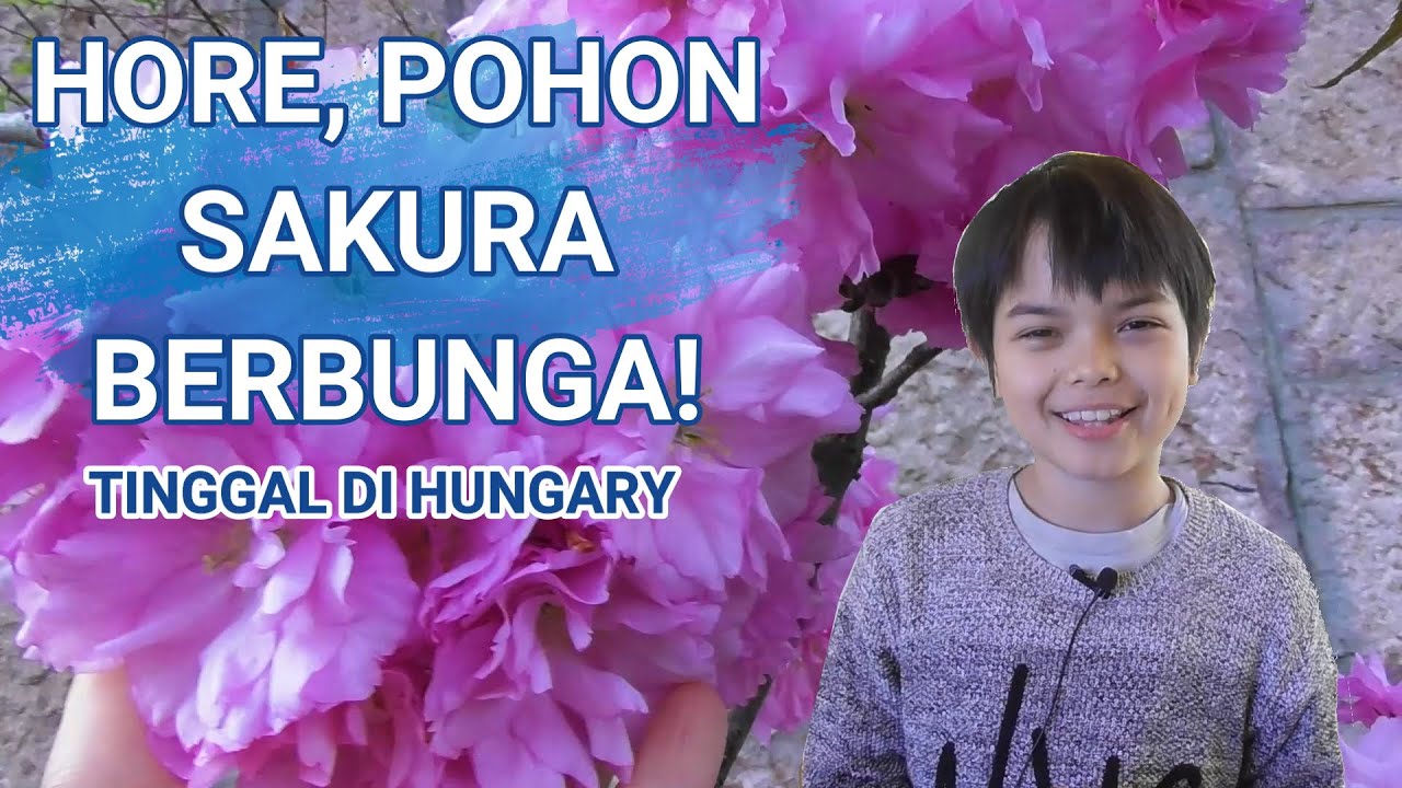 Indahnya Bunga-bunga Musim Semi di Depan Rumahku || Ada Sakura, Dandelion, Pohon Cherry