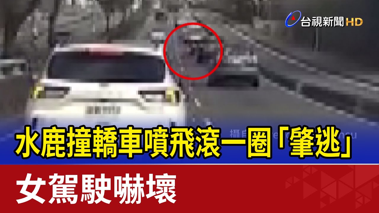 水鹿撞轎車噴飛滾一圈「肇逃」 女駕駛嚇壞