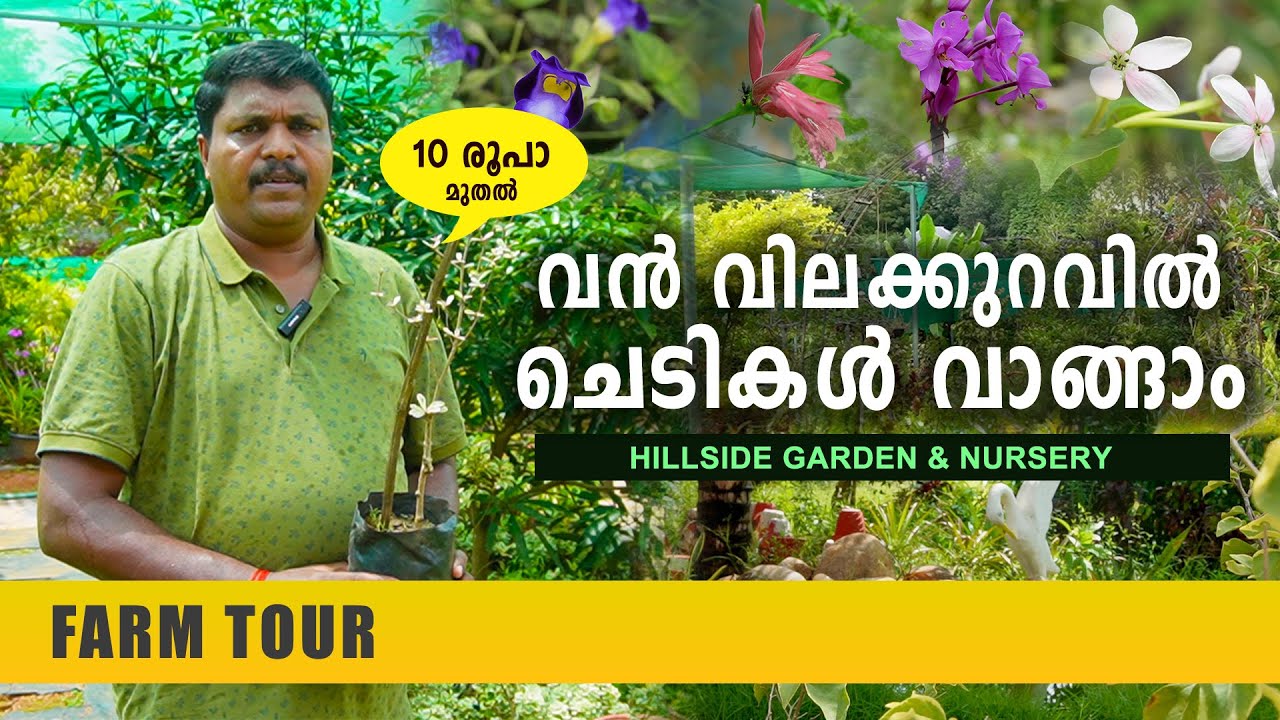 വൻ വിലക്കുറവിൽ ചെടികൾ വിൽക്കുന്ന നഴ്സറി | Hillside Garden & Nursery | Top Wholesale Nursery