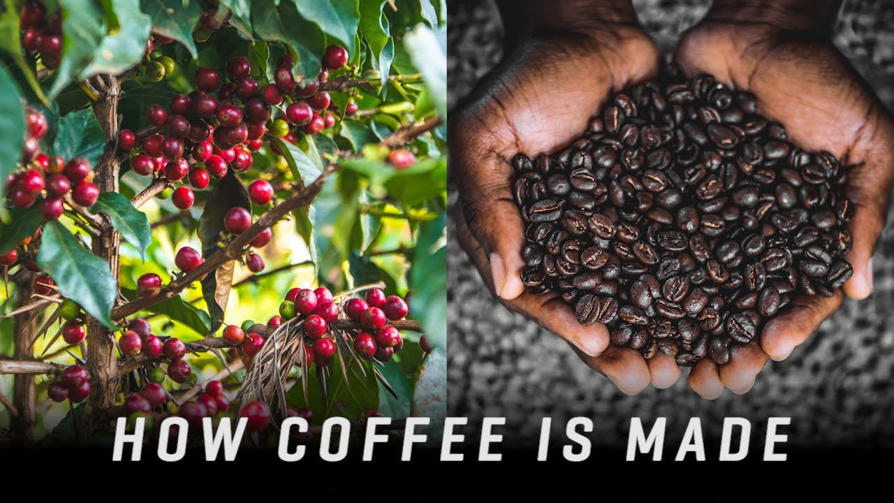 How Coffee is Made from the Seed to the Cup | Cinematic Experience