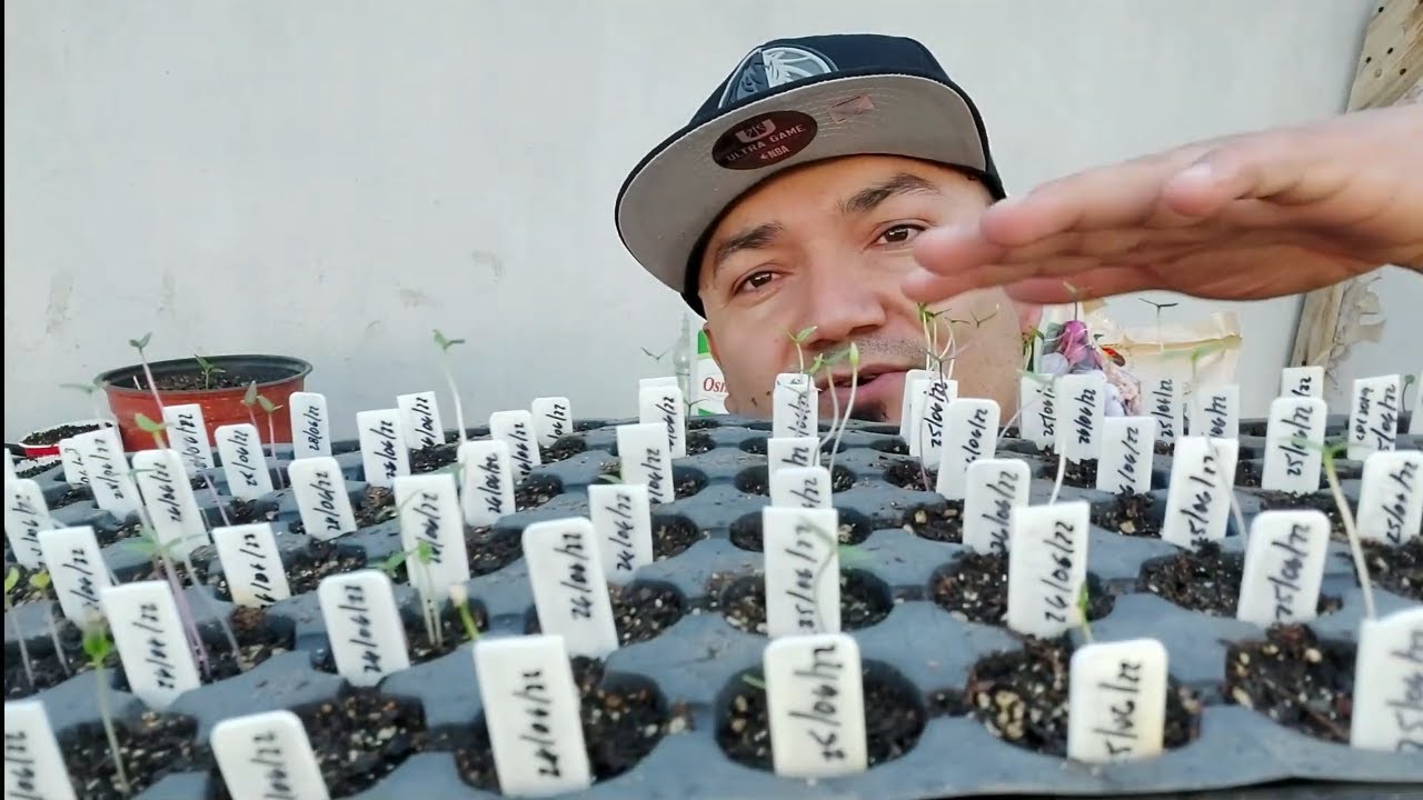 Secretos para salvar plantas alargadas