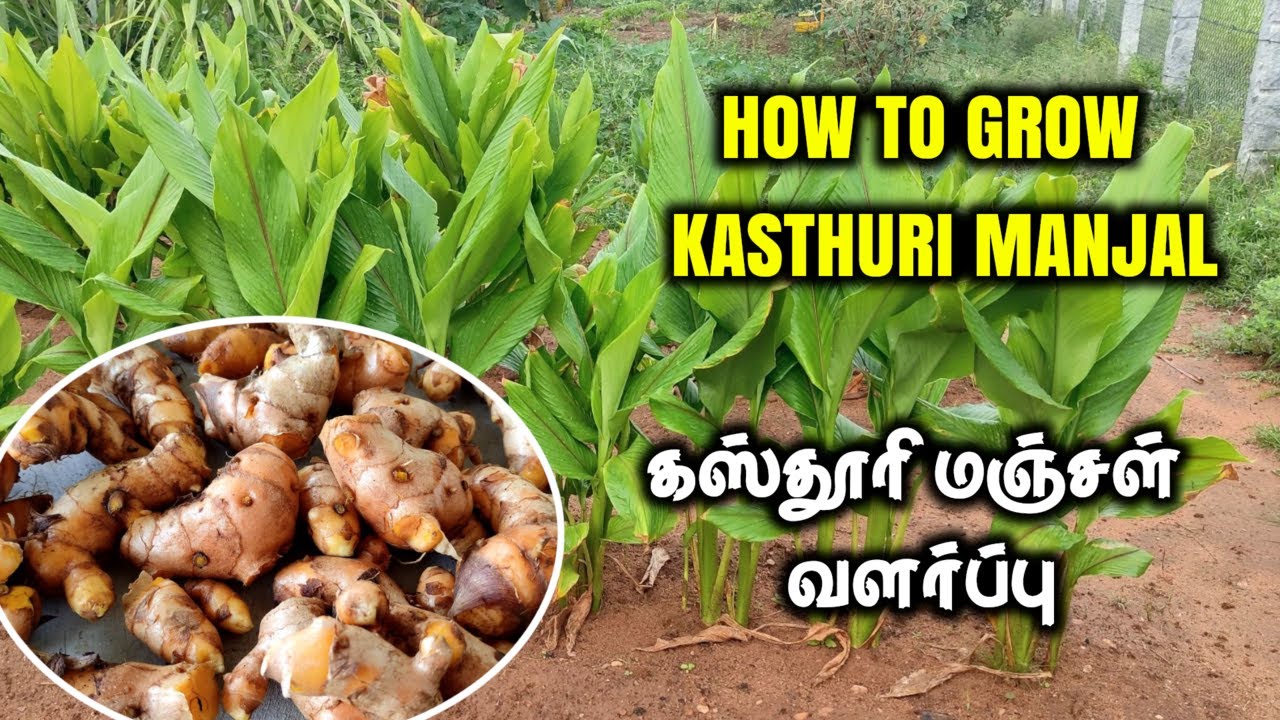 ஒரிஜினல் கஸ்தூரி மஞ்சள் எது? | கஸ்தூரி மஞ்சள் விதைப்பு முதல் அறுவடை வரை| How to grow Kasthuri Manjal
