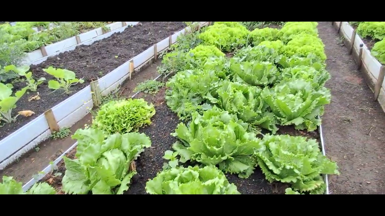 No bairro do Cic indos pés de alface