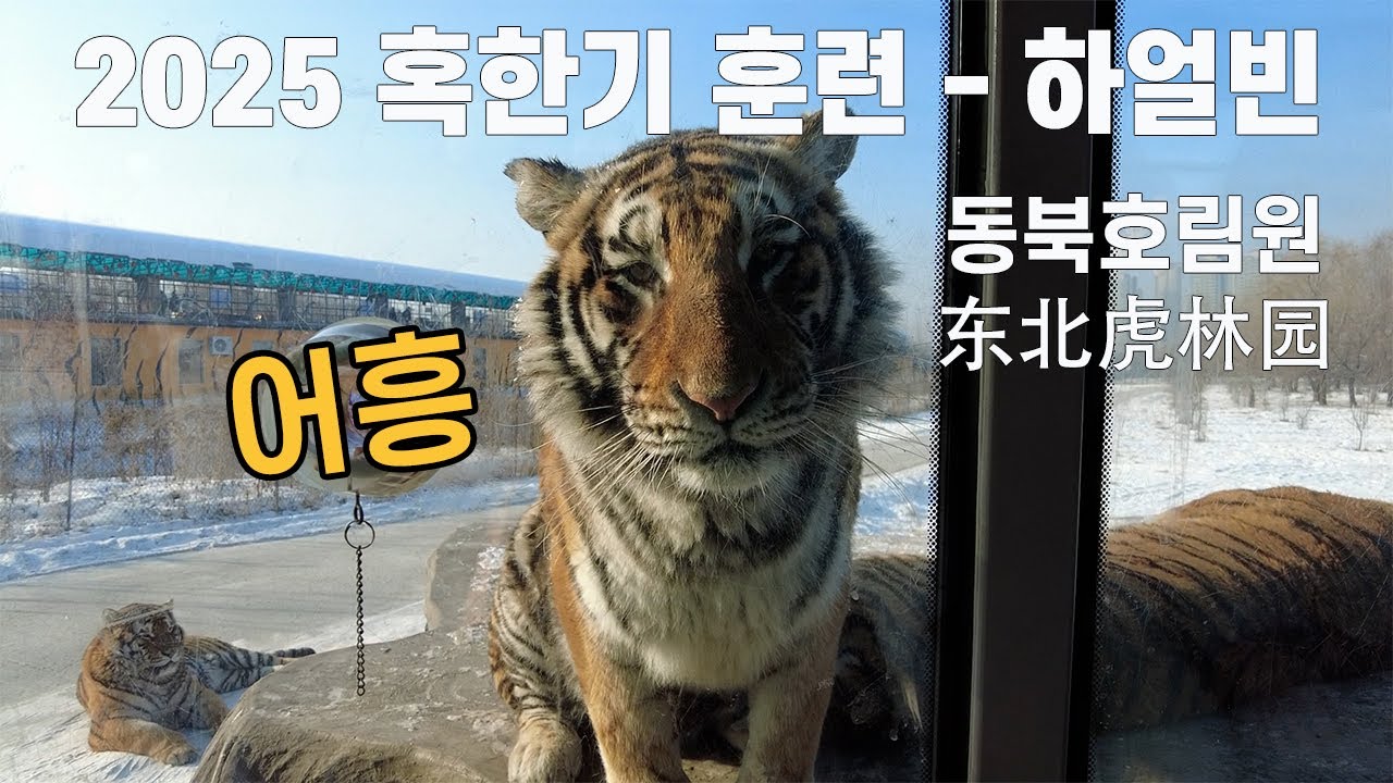 [중국여행] 하얼빈 - 동북호림원 : 귀여운 호랑이 어흥어흥