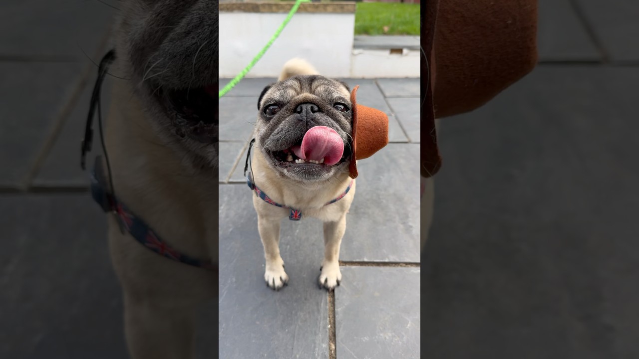 How to wear a HAT! 🤣 #pugdog #cutedog #cutepuppy