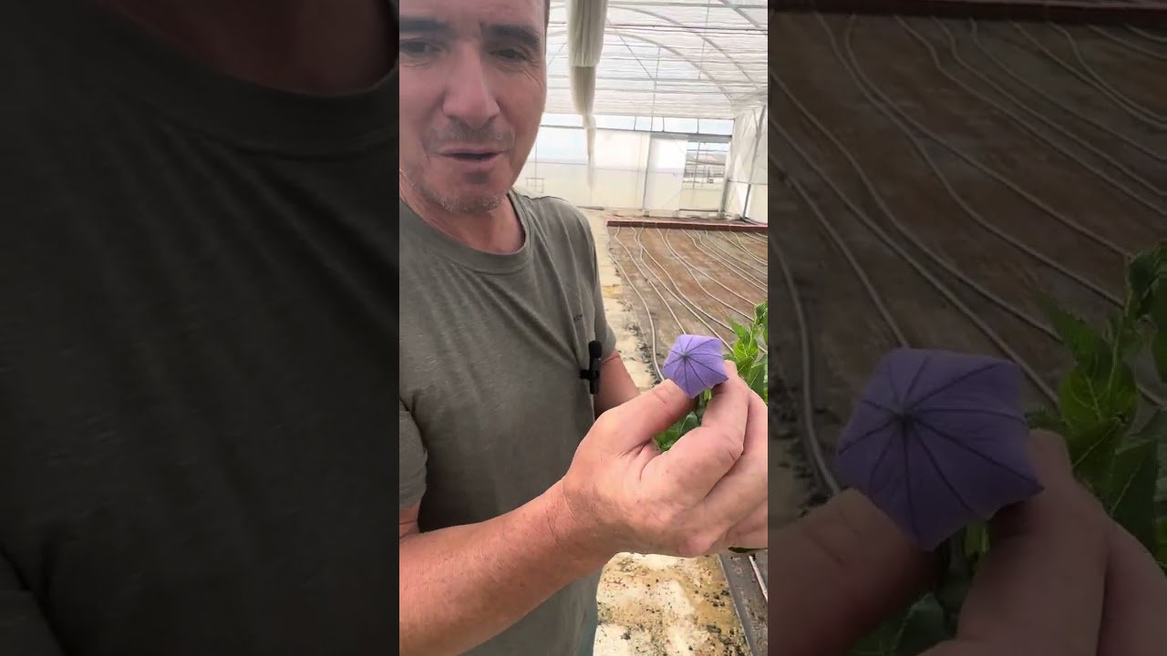 Como cuidar la planta de platycodon