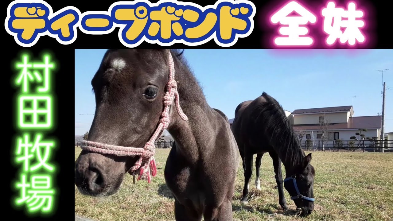 ディープボンド全妹(ロゼア)誕生 ゼフィランサス2023