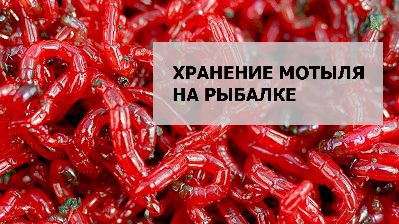 Хранение мотыля на рыбалке летом.