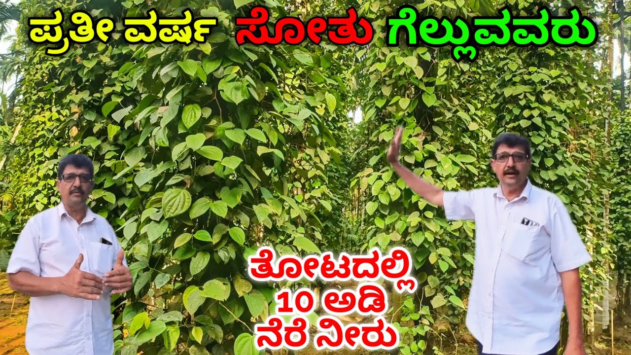 ಇವರ ತೋಟ ಕೃಷಿಕರಿಗೆ ಸ್ಫೂರ್ತಿ. 6000 ಅಡಿಕೆ + ಕಾಳುಮೆಣಸು. ಕೃಷಿಯಲ್ಲಿ ಬರುವ ಕಷ್ಟವನ್ನು ಎದುರಿಸುವ ಬಗೆ.