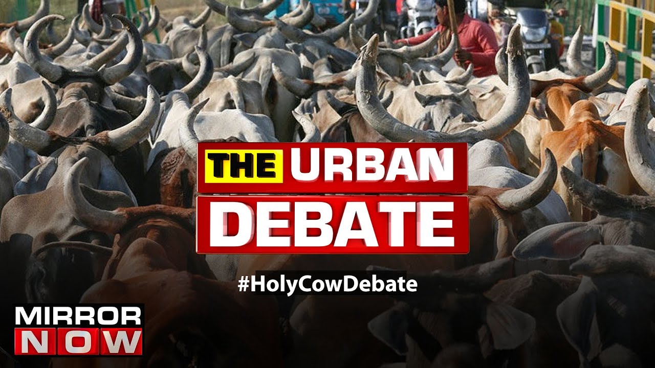 HC calls for strict cow protection laws; do states have effective cow policies? |The Urban Debate