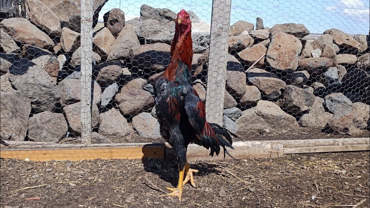 Damızlık hint horozu / Hint horozu damızlığa başlangıç bölüm 1 