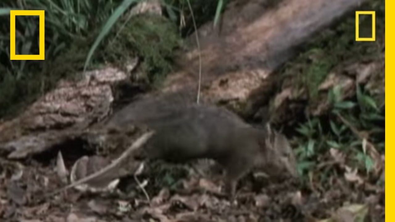 Meet the Giant Elephant Shrew | National Geographic