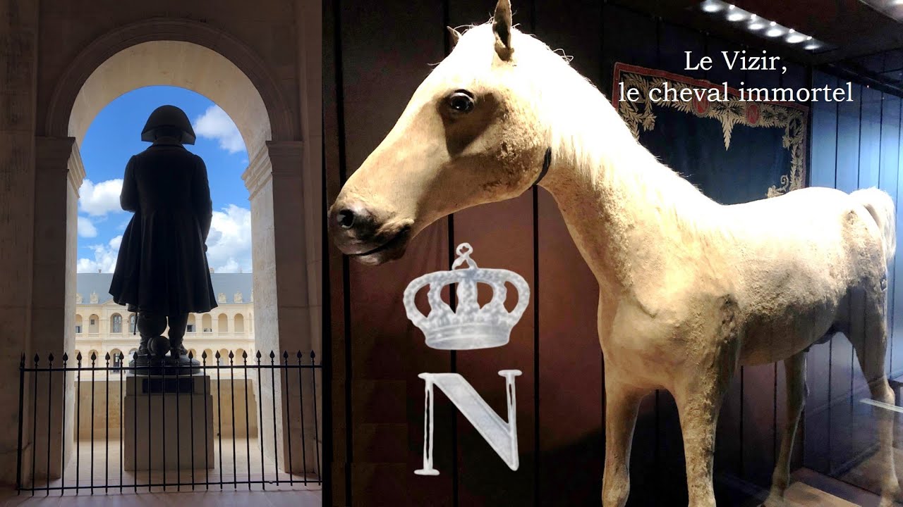 Le Vizir, le plus célèbre cheval de Napoléon, sauvé de l’oubli par un Boulonnais