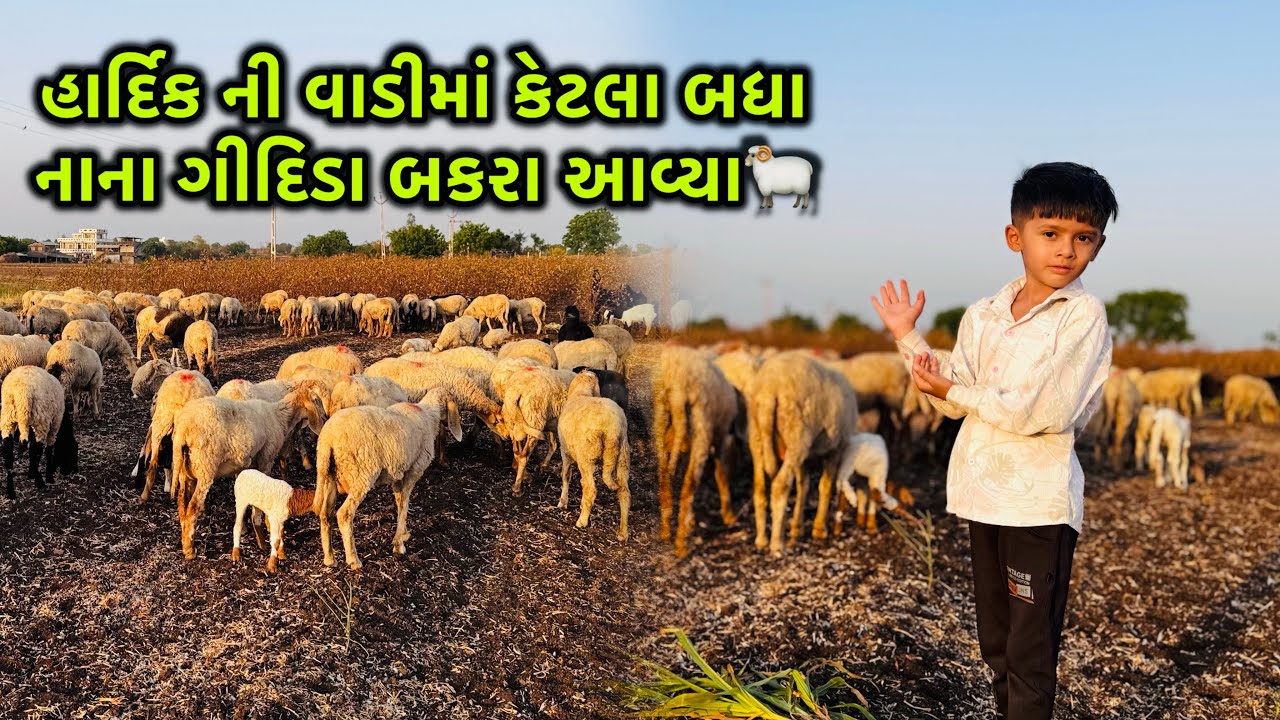 હાર્દિક ની વાડીમાં કેટલા બધા નાના ગીદિડા બકરા આવ્યા🐏👌 hardikGujariyaVlog