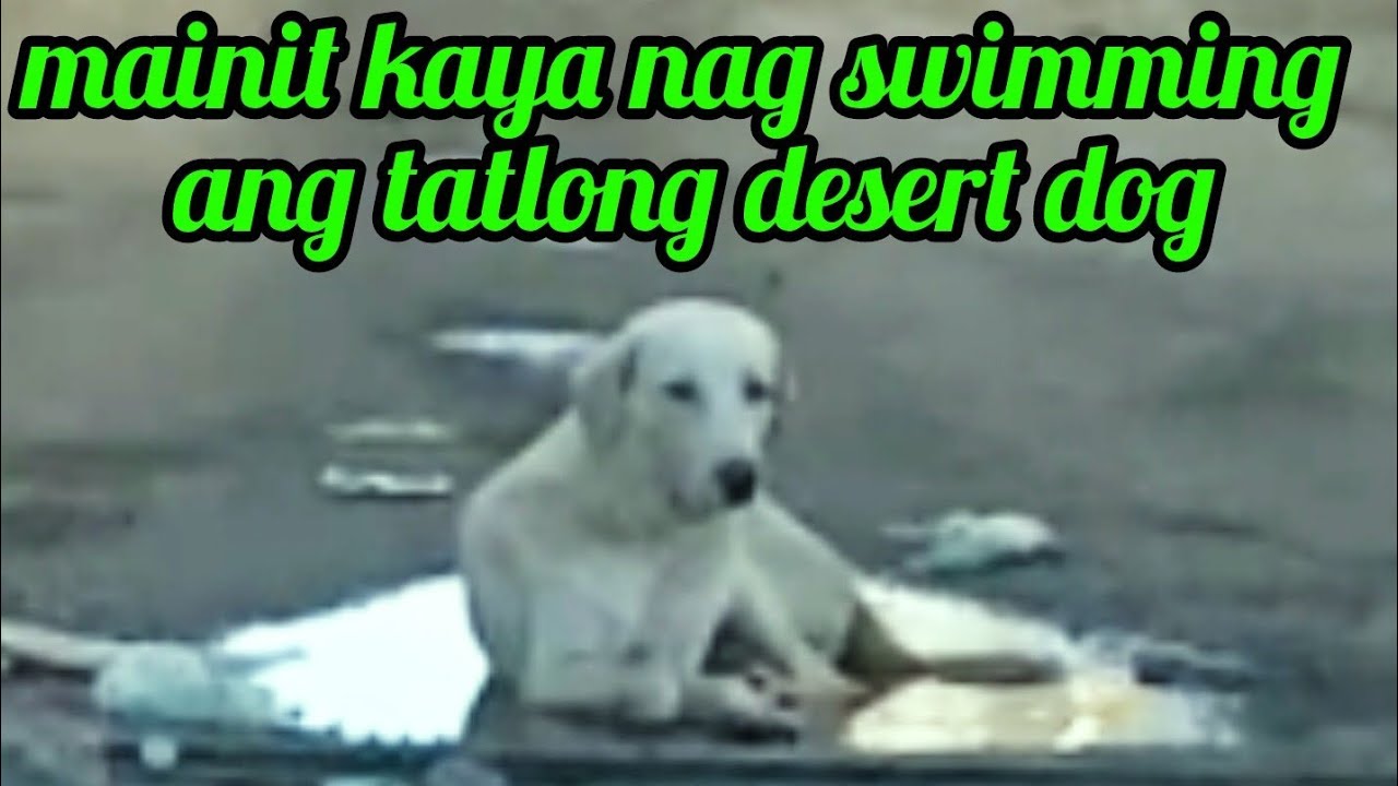Mainit kaya nag swimming ang tatlong desert dog @Pinoykatvofficial 