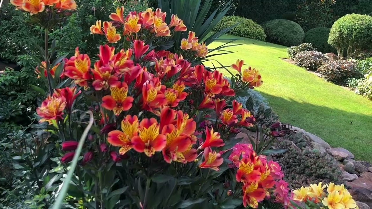 Alstroemeria w gruncie. Najodporniejsze odmiany - Summer Breeze i Indian Summer