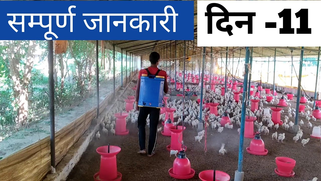 poultry farm me day 11 ki poori jankari