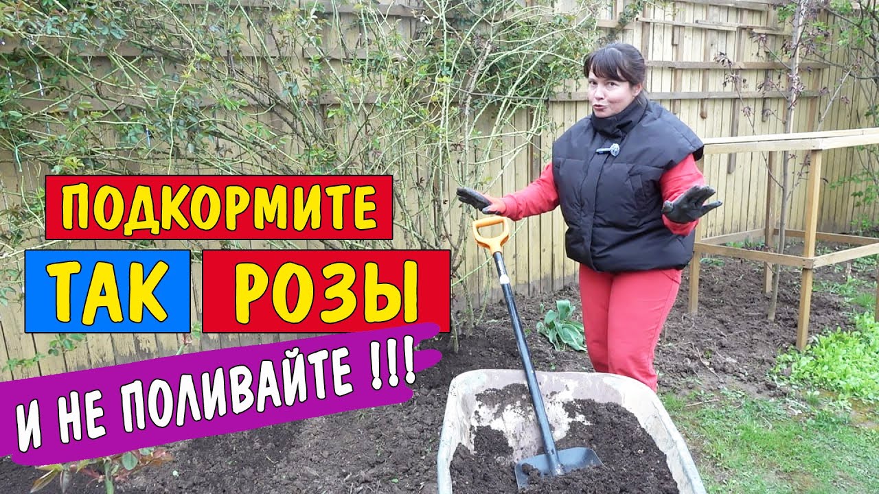 Всего 3 простых подкормки весной - и розы цветут все лето! И ещё один секрет 👌