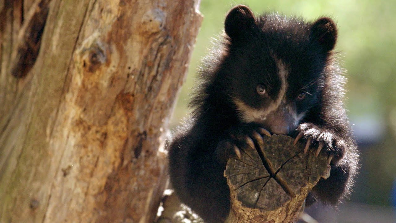 Wild Inside the National Zoo: Curious Cubs