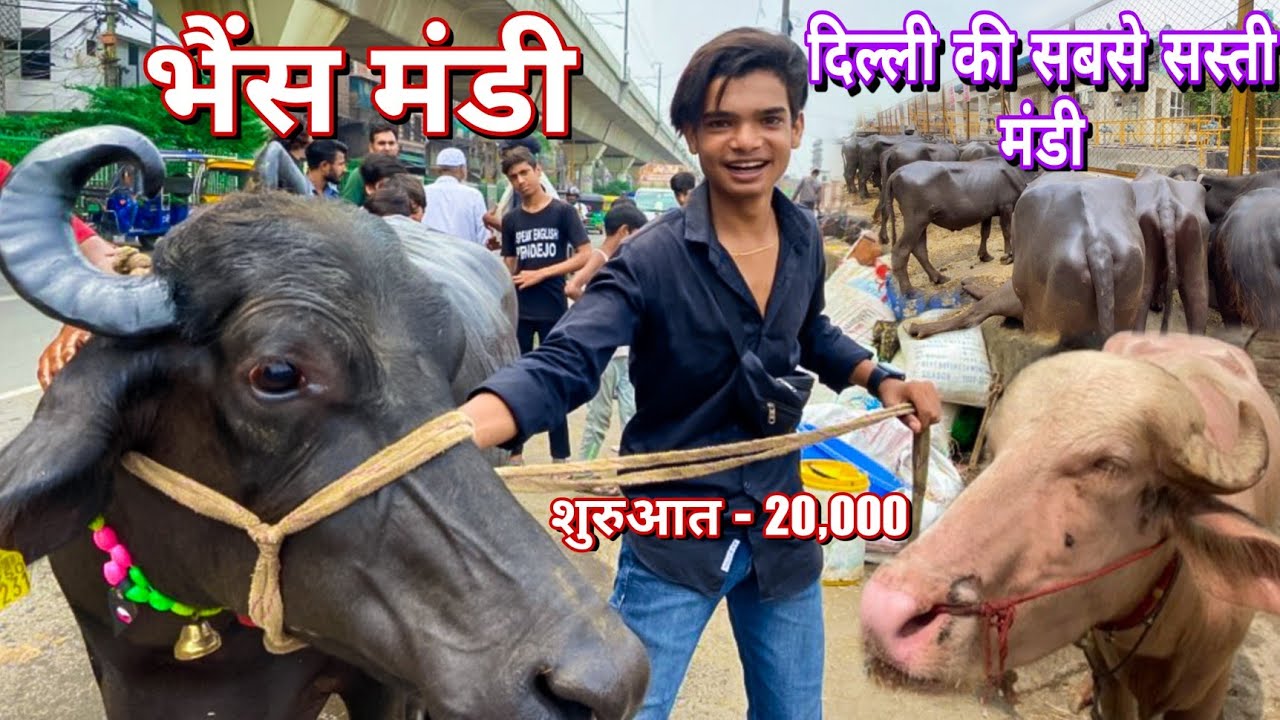 दिल्ली की सबसे सस्ती भैंस मंडी 😍|| Delhi Chipset Buffalo Mandi|| Jafrabad Mandi