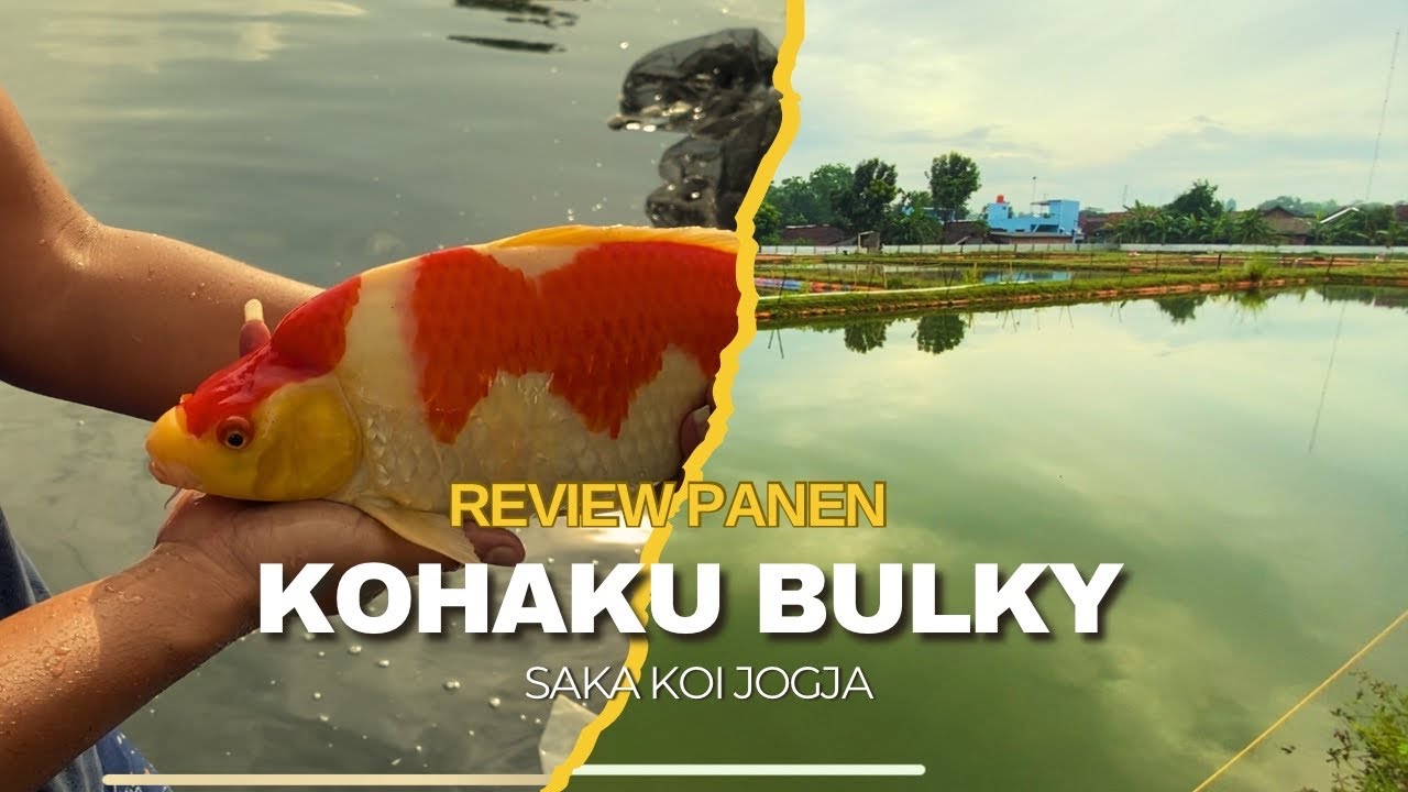 review panen kohaku bulky saka koi jogja