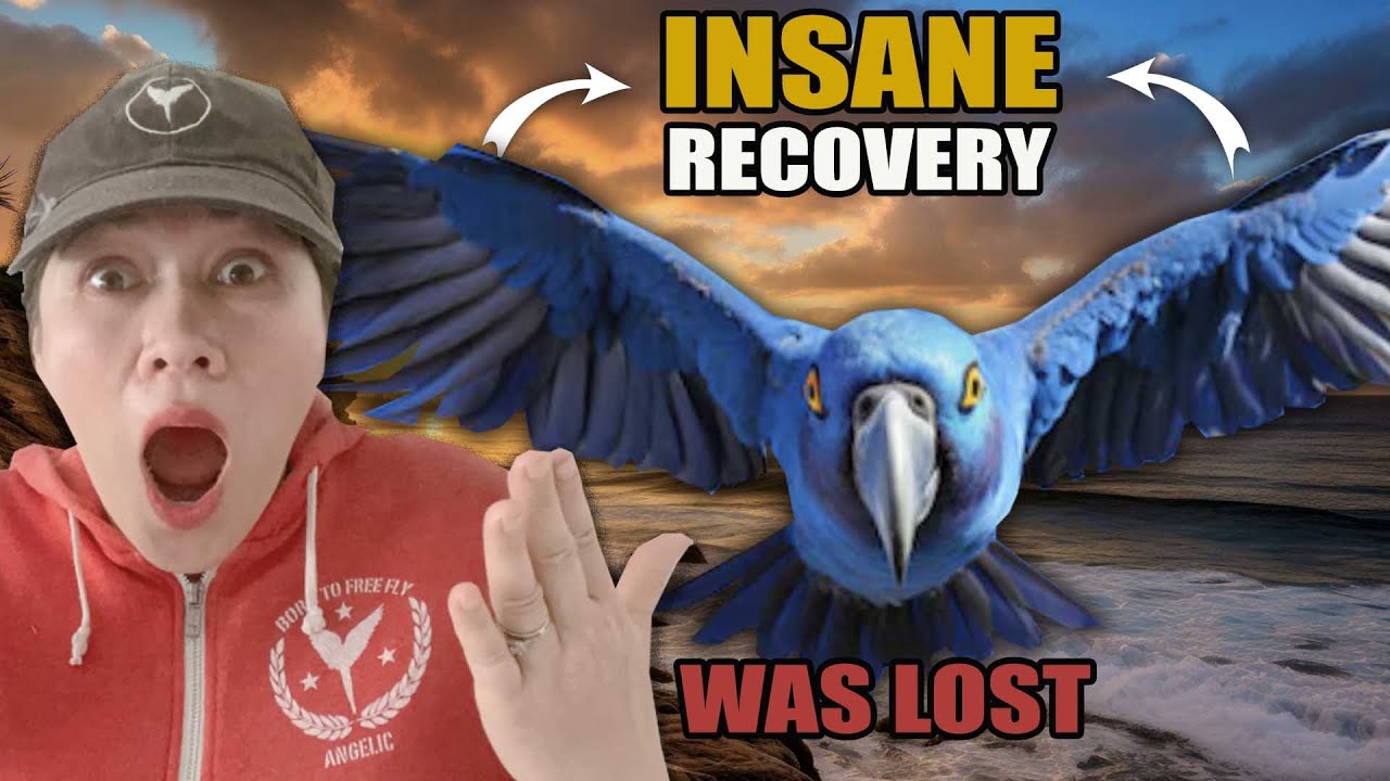 HYACINTH MACAW Mom was HeartBroken After The Lost OF HER BIRD! LOST BIRD FOUND!