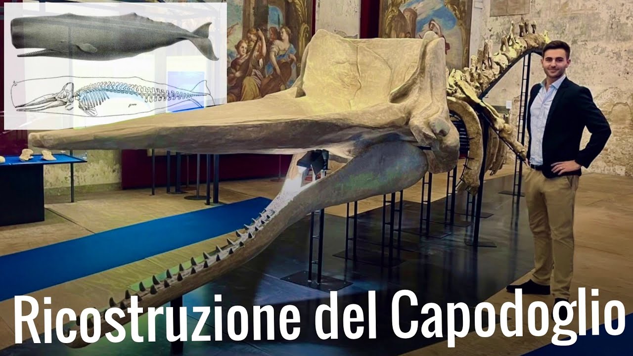 Ricostruiamo un capodoglio preistorico di 12 metri | Il Leviatano e le Sirene