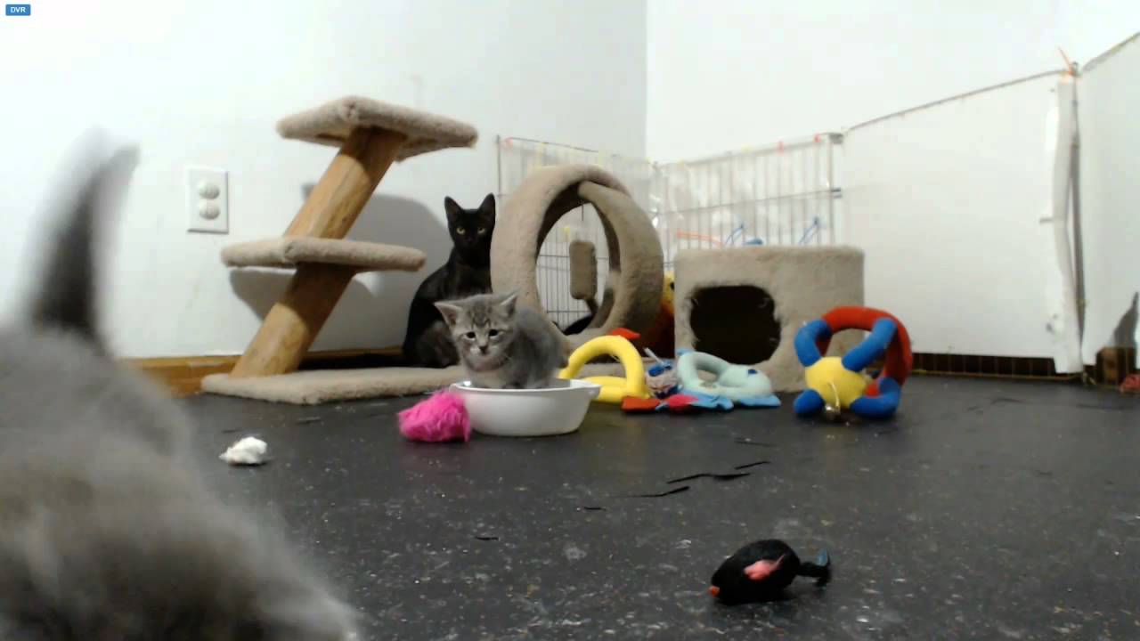 AI Kittens - Hal's scamper dance