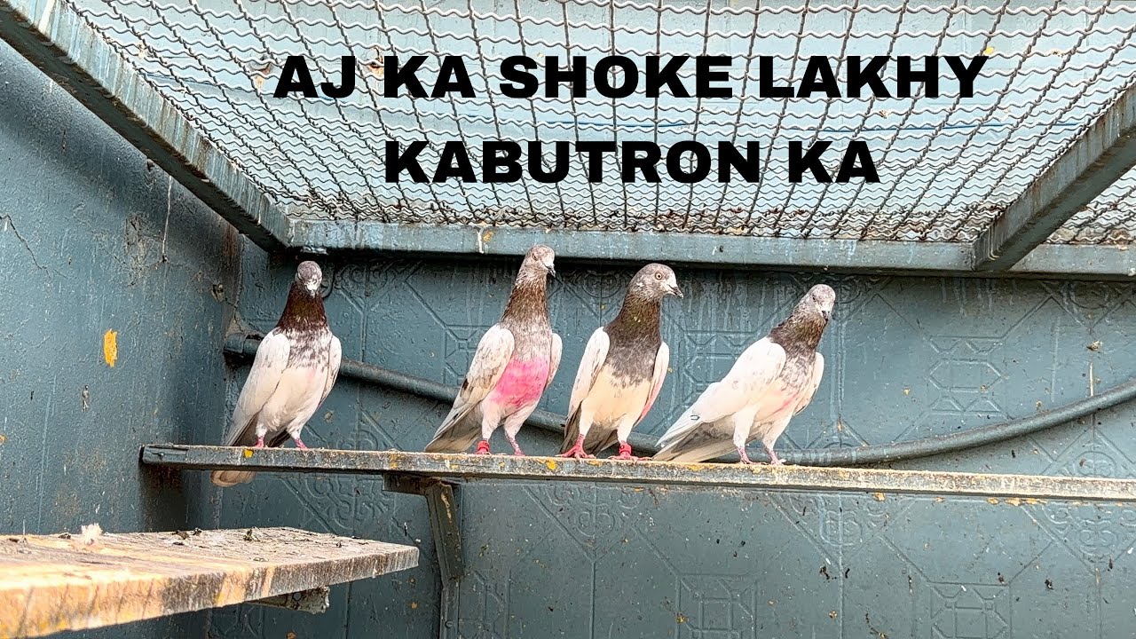 AJ KA SHOKE || LAKHON KA IN SAB ME KOI NA KOI || CROS DALA HUWA HA AP BTAEIN AP KO KON SA ACHA LAGA
