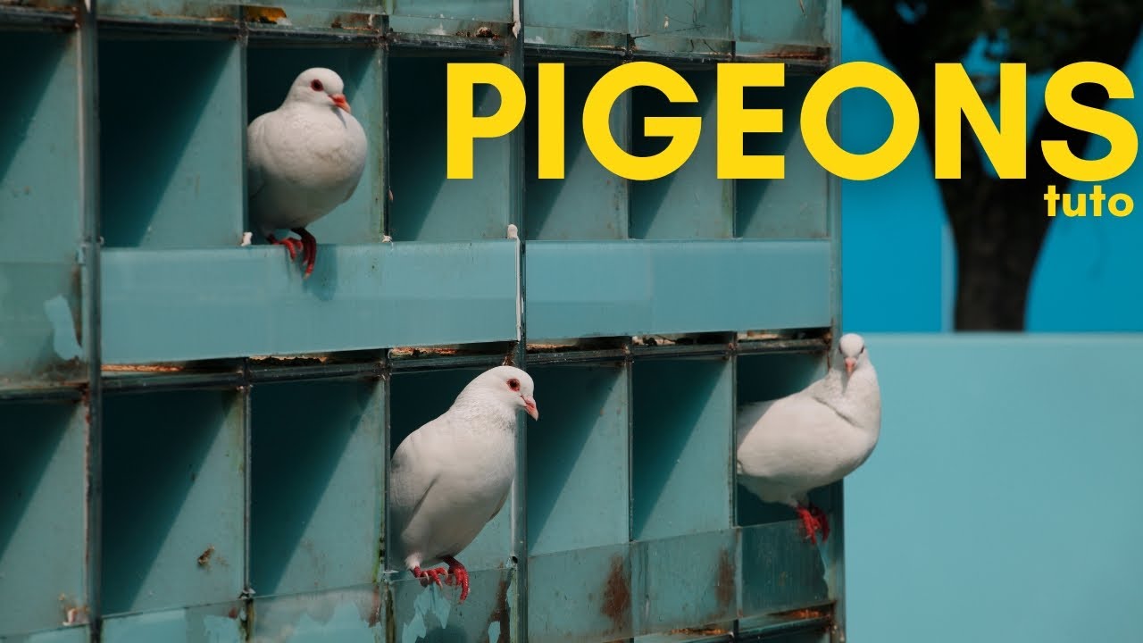 TUTO DE L'ÉLEVAGE COMMERCIAL DES PIGEONS DE CHAIR ! #Agriculture #Elevage #Pigeons