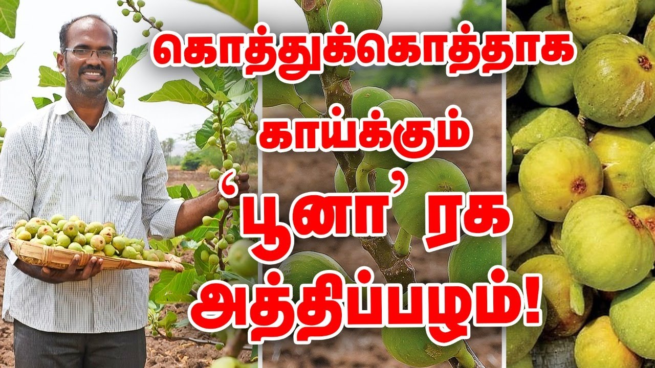 வருடத்தில் 8 மாதம் காய்க்கும் 'பூனா' ரக அத்திப்பழ சாகுபடி... ! #FigFruit #Athipalam #PasumaiVikatan