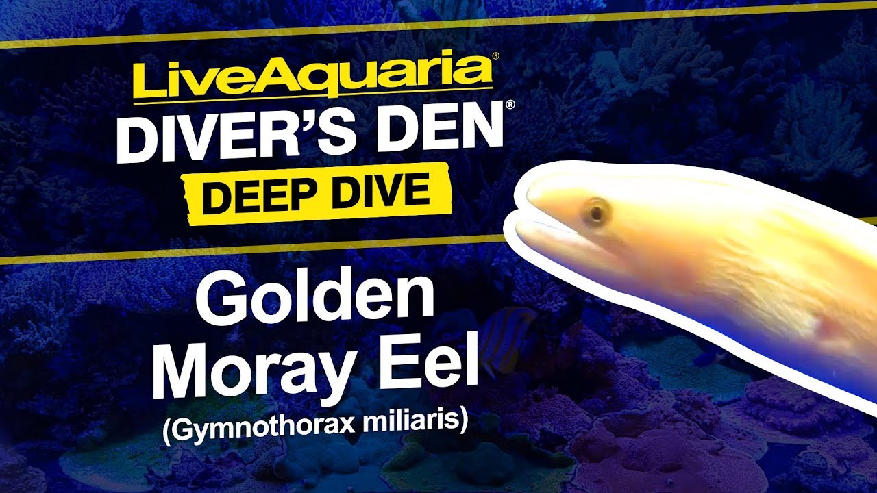LiveAquaria&reg; Diver&rsquo;s Den&reg; Deep Dive: Golden Moray Eel (Gymnothorax miliaris)