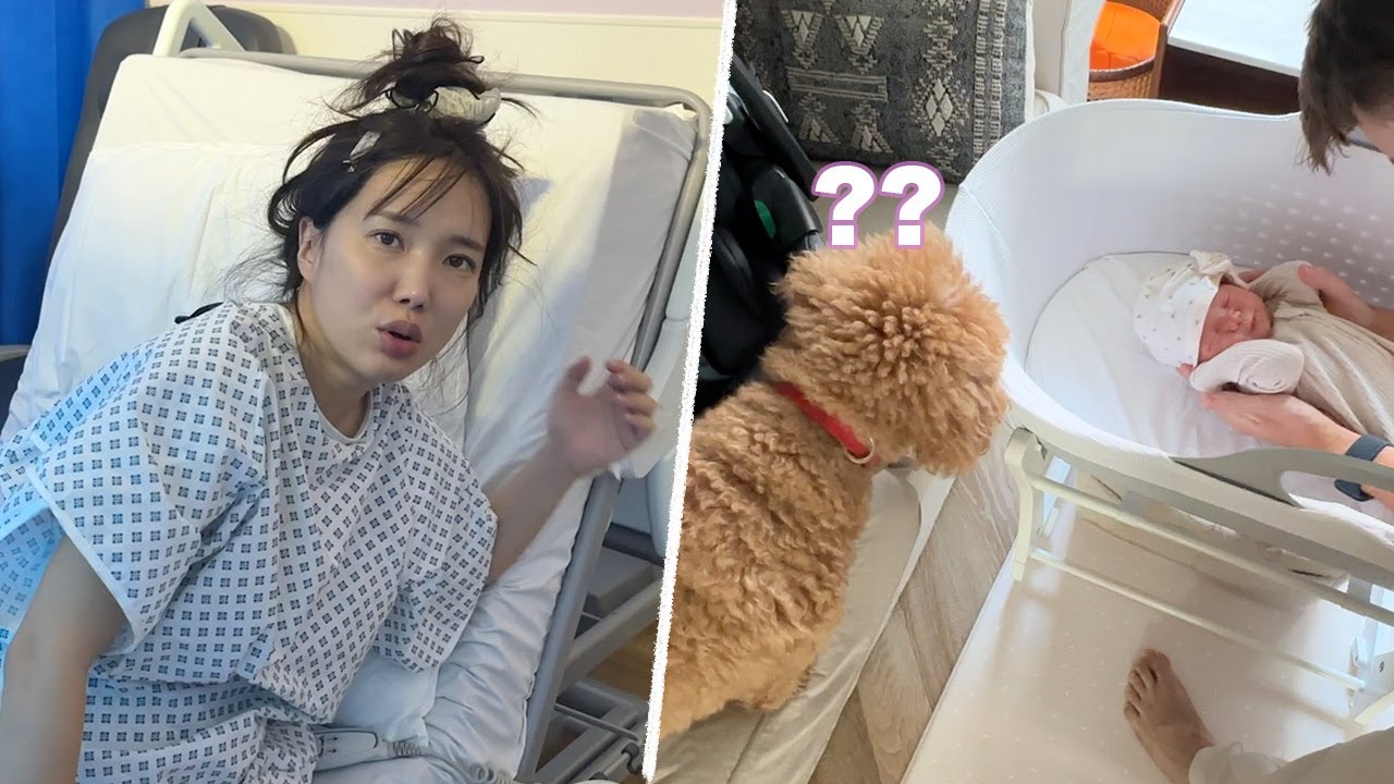 제왕절개하고 24시만에 퇴원하라구??😨 그리고 우리 강아지 반응!
