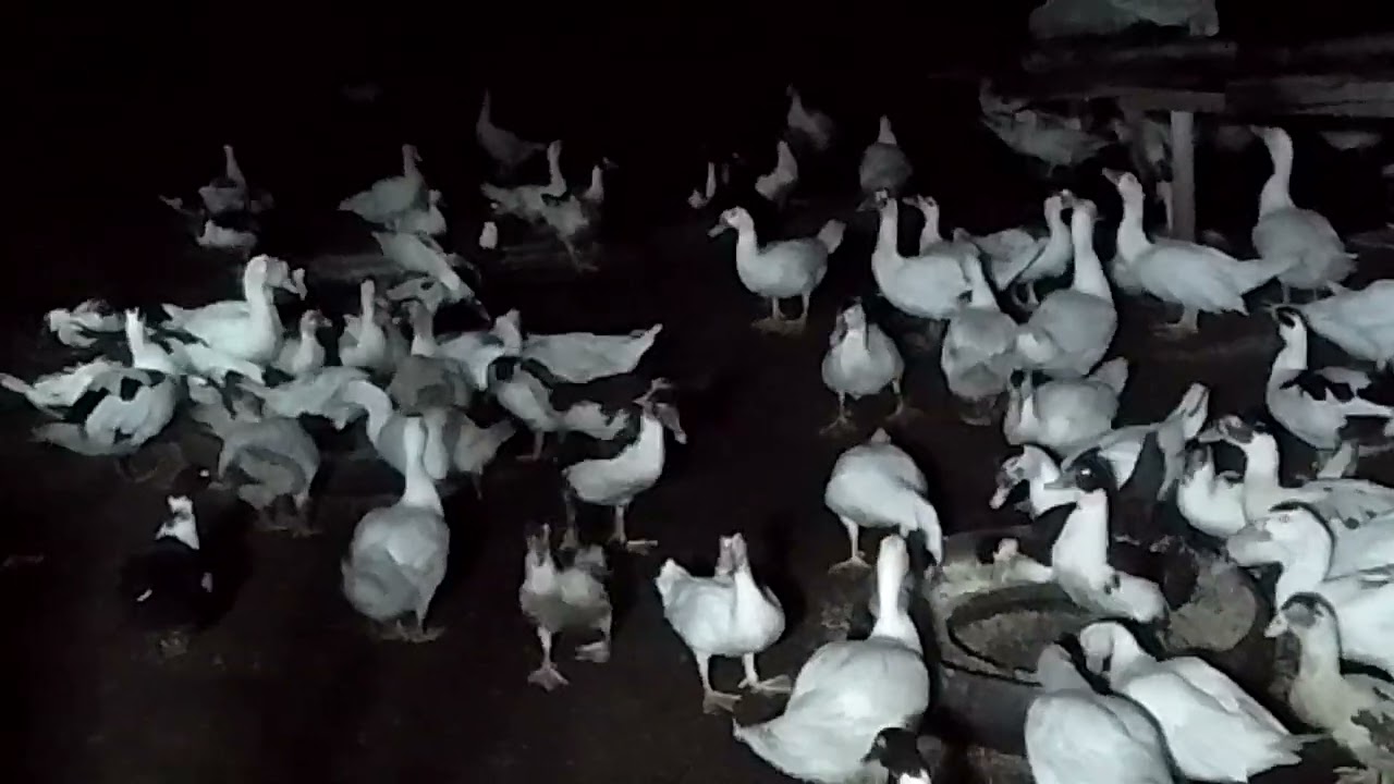 2diskarte paanu mag parami.....