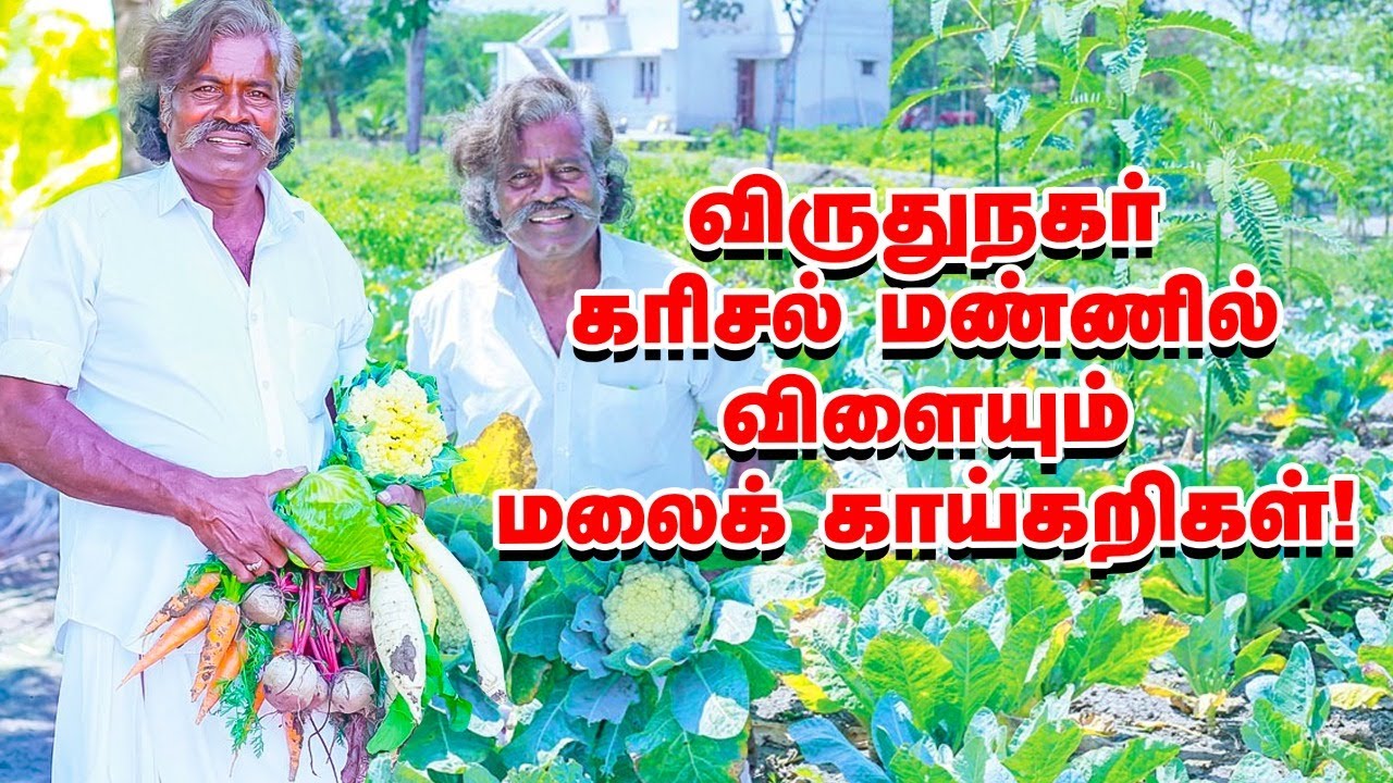 ஆச்சர்யம்! கரிசல் நிலத்தில் விளையும் காலிஃப்ளவர்!