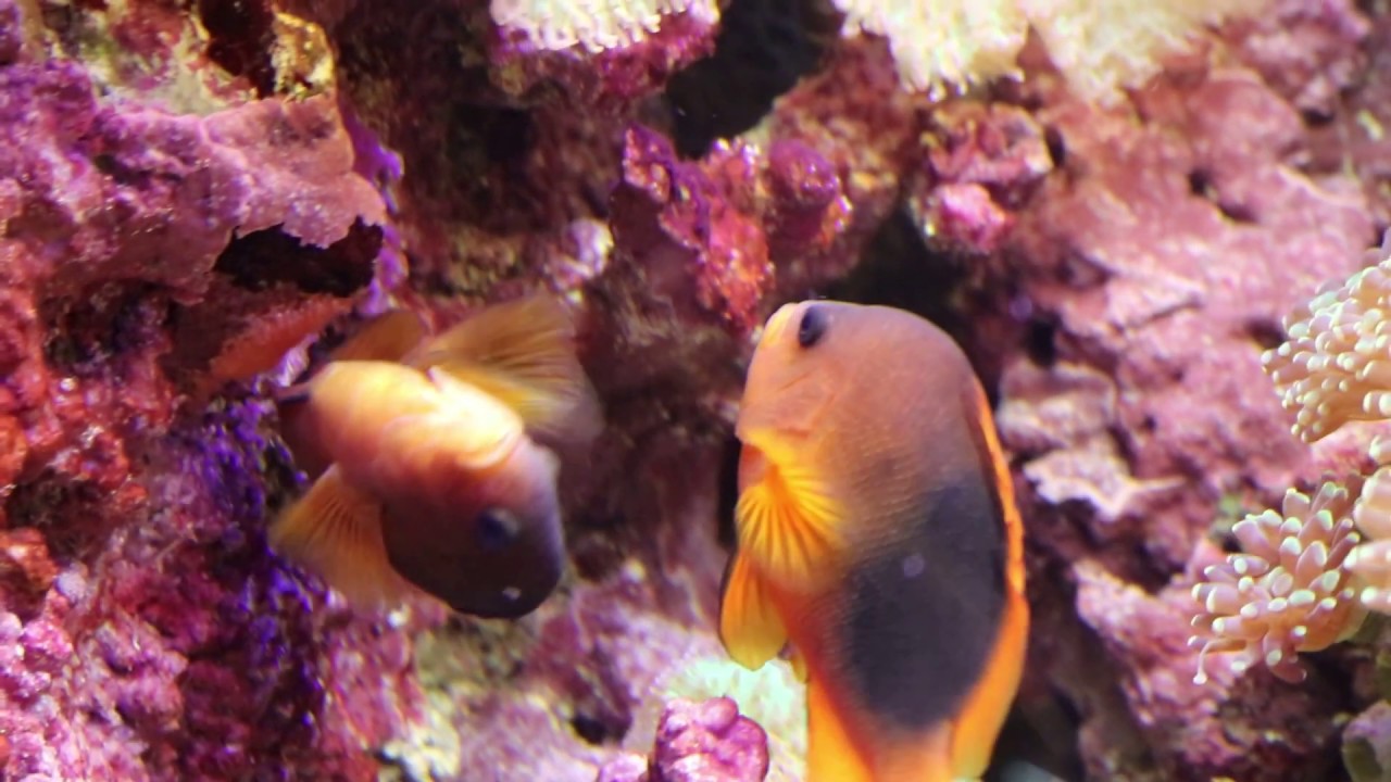 Gl&uuml;hkohlen-Anemonenfisch (Amphiprion ephippium) bei der Eiablage