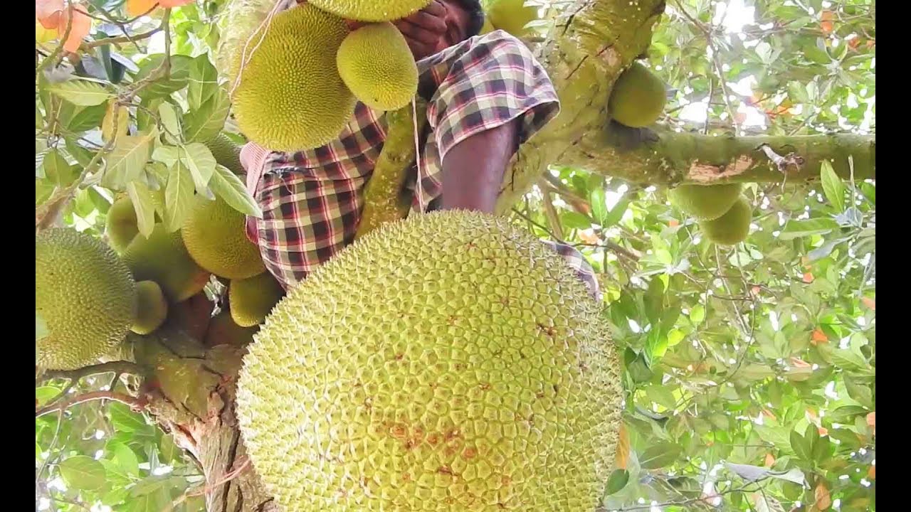 How to cut up Jackfruit Natural 4m Jack fruit Tree | Health Benefits of Ripe Jakfruit Rural Food