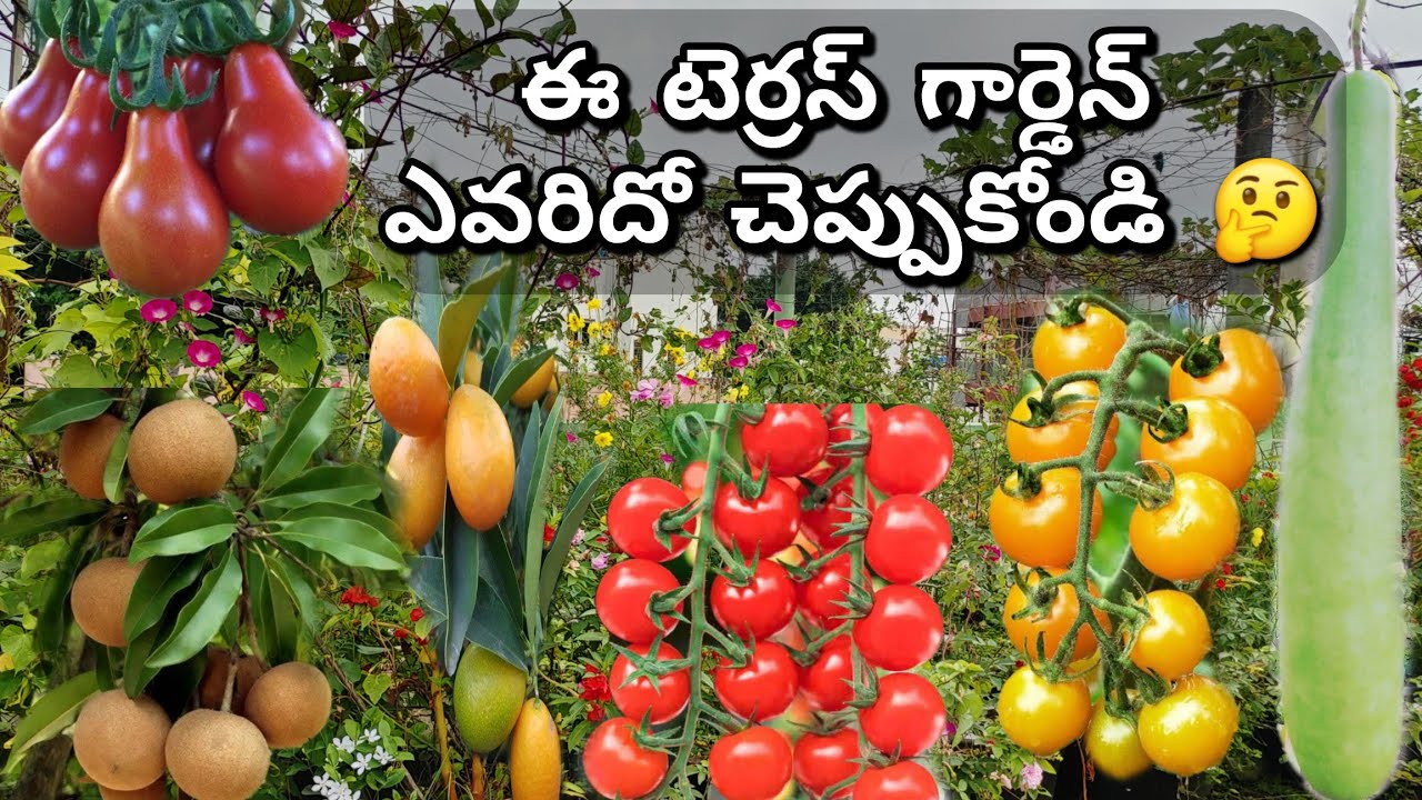 🔴అరుదైన కూరగాయల మిద్దె తోట|Terrace garden tour|Bumper harvest|Exotic vegetablesENG SUB#premasgarden