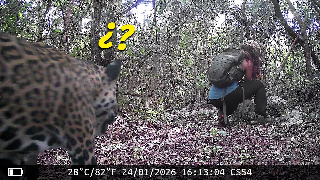 Escondí “algo” en la selva y la fauna no tardó en descubrirlo...🐾