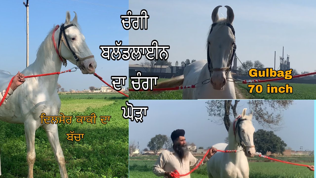 Dilsher kaaki da bacha 70 inch hight open for stud 