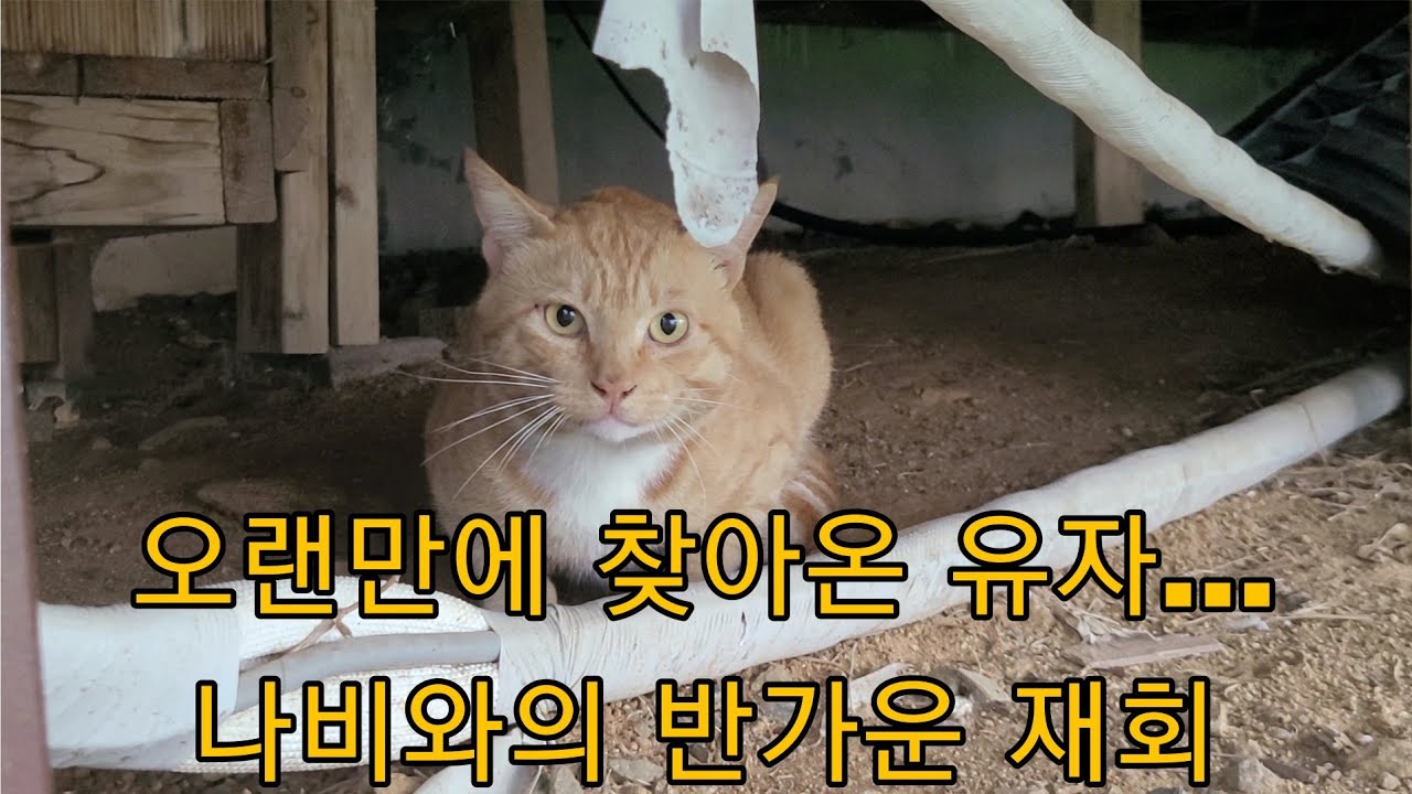 한참만에 다시 찾아온 고양이, 기다림 끝에 반가운 재회